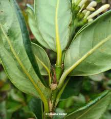 Image result for Gaertnera