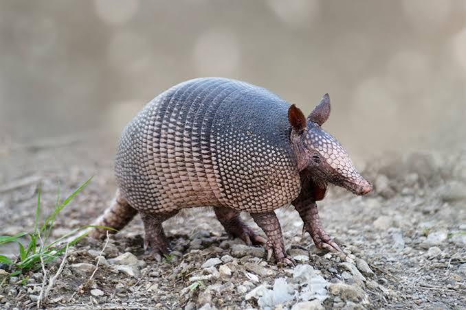 Armadillo