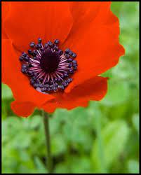 It has many medical uses. Israeli National Flower The Anemone Kalanit Insite Israel Tours