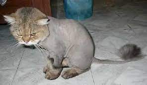 Lion cut cats get their name because the ruff of fur left a 'lion cut' is a grooming technique where clippers are used to shave large parts of a cat's body. Is This A Cat With A Lion Cut Snopes Com
