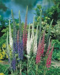 Maybe you would like to learn more about one of these? 21 Top Cutting Garden Flowers Swallowtail Garden Seeds