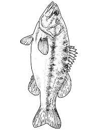 Realistic bass coloring page print. Bass Fish Coloring Pages Download And Print Bass Fish Coloring Pages