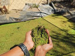 Image result for Azolla
