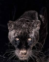 Arklight Photography Black Jaguar Black Jaguar Animal Cat Sanctuary
