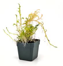Image result for Selaginella chevalieri