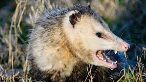 What S The Difference Between A Possum And An Opossum Opossum Possum Bizarre Animals