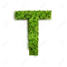 High resolution picture downloads for your next project. Letter T Alphabet Of Green Leaves Isolated On White Background Stock Photo Picture And Royalty Free Image Image 15402814