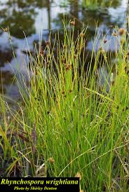Image result for Rhynchospora gracillima