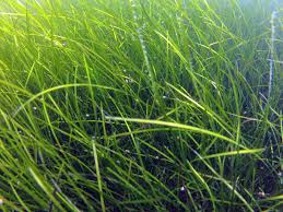 Image result for Zostera capensis