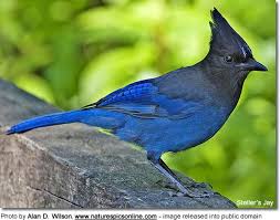 Birds That Start With An S Steller 039 S Jays Blue Jay Bird Spirit Animal Totem Blue Jay