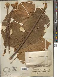 Image result for Buchnerodendron