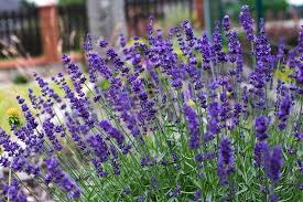 Lavender plants have become more popular in home gardens over the past few years. Different Types Of Purple Flowers With Pictures Trees Com