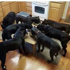 Pin By Heather Vahovich On Cane Corso S Cane Corso Cane Corso Dog Cane Corso Mastiff