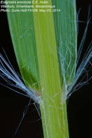 Image result for Eragrostis arenicola