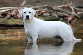 Meet Our Sire Dam White English Labs Snowy Pines White Labs