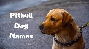 Are you looking for unique female dog names for your cute little puppy? Pitbull Dog Names 2020 For Best Male Female Dog Names List