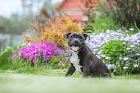Organizers say often the only anyone receiving public assistance through the united states food stamp program is prohibited from using the funds to purchase pet food and supplies. Australian State Bans No Pets Policies In Rental Housing Animal Legal Defense Fund
