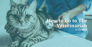 Listen to the audio pronunciation in english. How To Go To The Veterinarian In Spanish