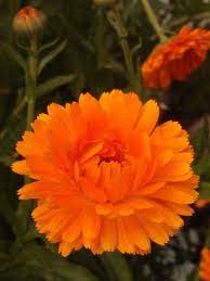 Une Fleur D Un Jour Calendula Officinalis Calendula Flowers Plants