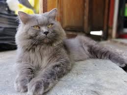 Biasakan kucing anda dengan kotak pasir (litter box) kucing itu dengan cara menghilangkan bau kencing kucing ini, secara tidak langsung dapat mengelakkan kucing untuk kencing di kawasan yang sama. Cara Mengubati Luka Kucing Berulat Bnorerama Net