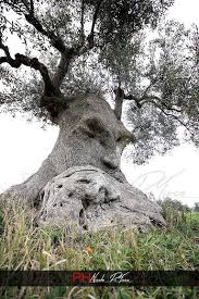 Epingle Sur Trees