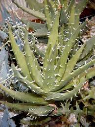 Image result for Aloe bicomitum