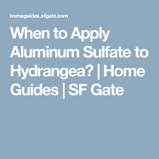 For a darker blue hue, add aluminum sulfate several weeks after the first application. When To Apply Aluminum Sulfate To Hydrangea Aluminium Sulfate Hydrangea How To Apply