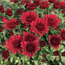 Jleandelmm@gmail.comthe song that i used was beautiful by bazzi. Buy Annual Plants From Garden Crossings