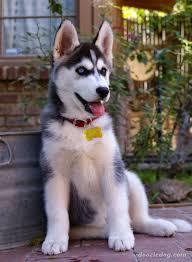 Male Blue Eyes Black And White Husky Siberian Huskies Husky Puppy Beautiful Dogs Siberian Husky