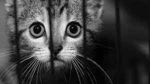 Di bawah ada beragam gambar kucing lucu dan keren loh untuk kamu koleksi. Kocak Video Kucing Diceramahi Sebelum Makan Reaksinya Menggemaskan