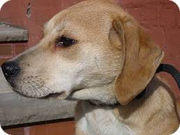 Golden retrievers always rank high among the most popular breeds in the united states. Brooklyn Ny Beagle Meet Judy A Pet For Adoption