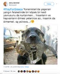 Samanyolu haber / gündem / hocaefendi'den yunanistan'daki yangın için taziye ve geçmiş olsun dileği / 30 temmuz 2018 01:40 fethullah gülen hocaefendi yunanistan'daki facia için sesli olarak taziye ve geçmiş olsun mesajı yayınladı. 24 Temmuz Da Baslayan Yangindan Oldugu Iddiasiyla Paylasilan 5 Yanlis Fotograf