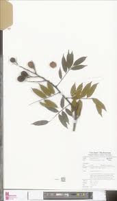 Image result for Platysepalum