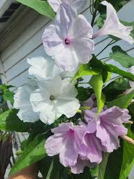 Image result for Ipomoea carnea