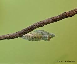 Maybe you would like to learn more about one of these? And Now We Wait Nature Is My Therapy