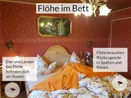 Flöhe im bett, wie loswerden? Flohbisse Beim Menschen Was Tun Gegen Flohe Flohstiche Erkennen