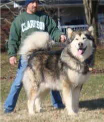 We did not find results for: Giant Alaskan Malamute Puppies For Sale Uk Pets Lovers