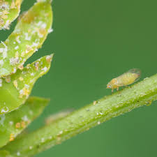 Image result for Psychotria ealaensis