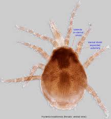 Image result for Hunteria