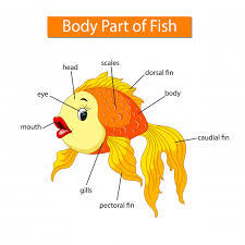 diagram showing body part of fish vector premium download