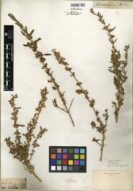 Image result for Leucas neuflizeana