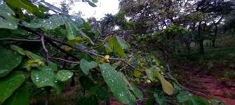 Image result for Friesodielsia obovata