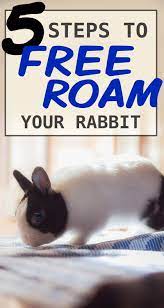 5 Steps To Free Roam A Pet Rabbit In Your Home Pet Bunny Rabbits Bunny Cages Pet Rabbit