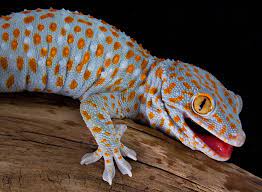 The government employees insurance company is an american auto insurance company with headquarters in chevy chase, maryland. Gecko Der Scheue Und Faszinierende Kletterkunstler Im Portrat