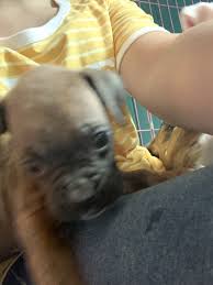 Find labrador retriever dogs and puppies from new york breeders. Boxer Puppies For Sale Rochester Ny 306706 Petzlover
