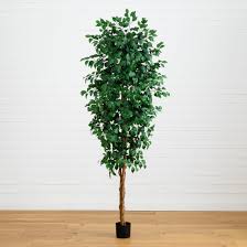 Image result for Ficus demeusei