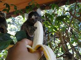 Monkey Banana Feed Natural Monkey And Banana Eating Bananas Banana