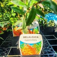 Image result for Melaleuca hypericifolia