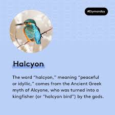 Take On Nature: Why The Kingfisher Is Known As 'The Halcyon Bird' – The  Irish News