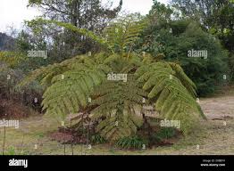 Image result for Cyatheaceae